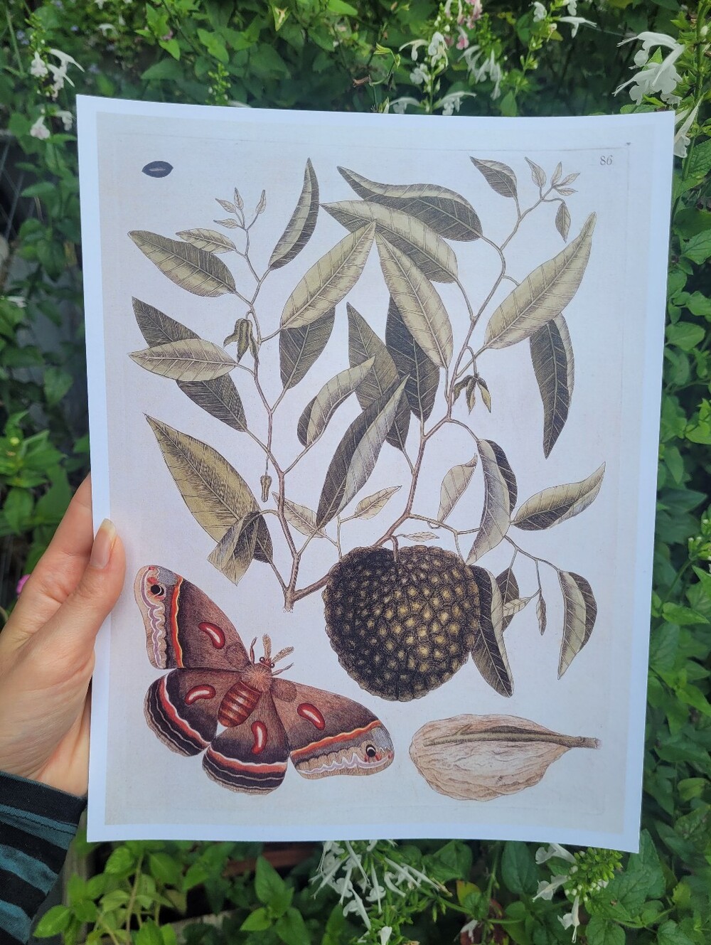 Vintage Botanical Art Print with Butterfly